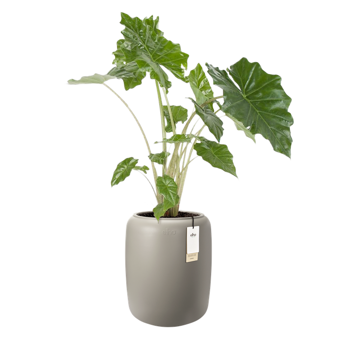 amber beads medium 40cm greige